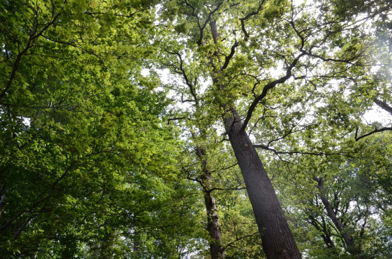 Eichen im Allschwiler Wald