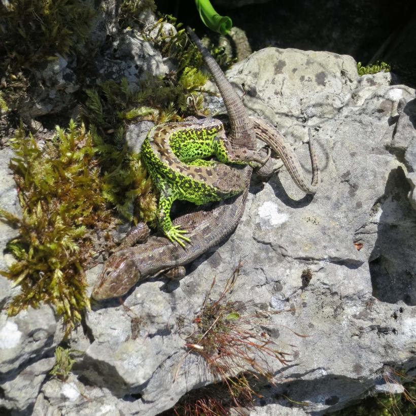 Eidechse Naturschutztag