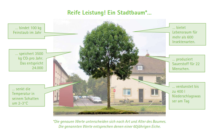 Schema Stadtbaum