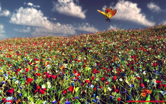 Schmetterling überfliegt Blumenfeld