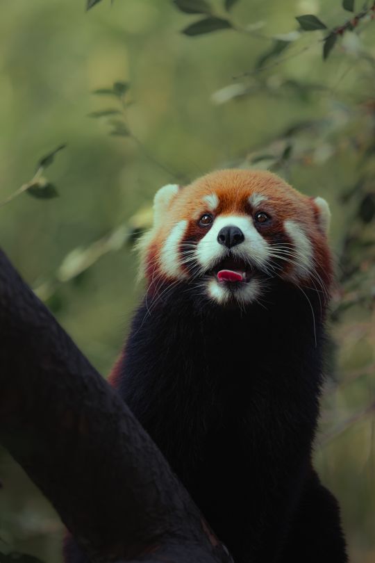 Roter Panda